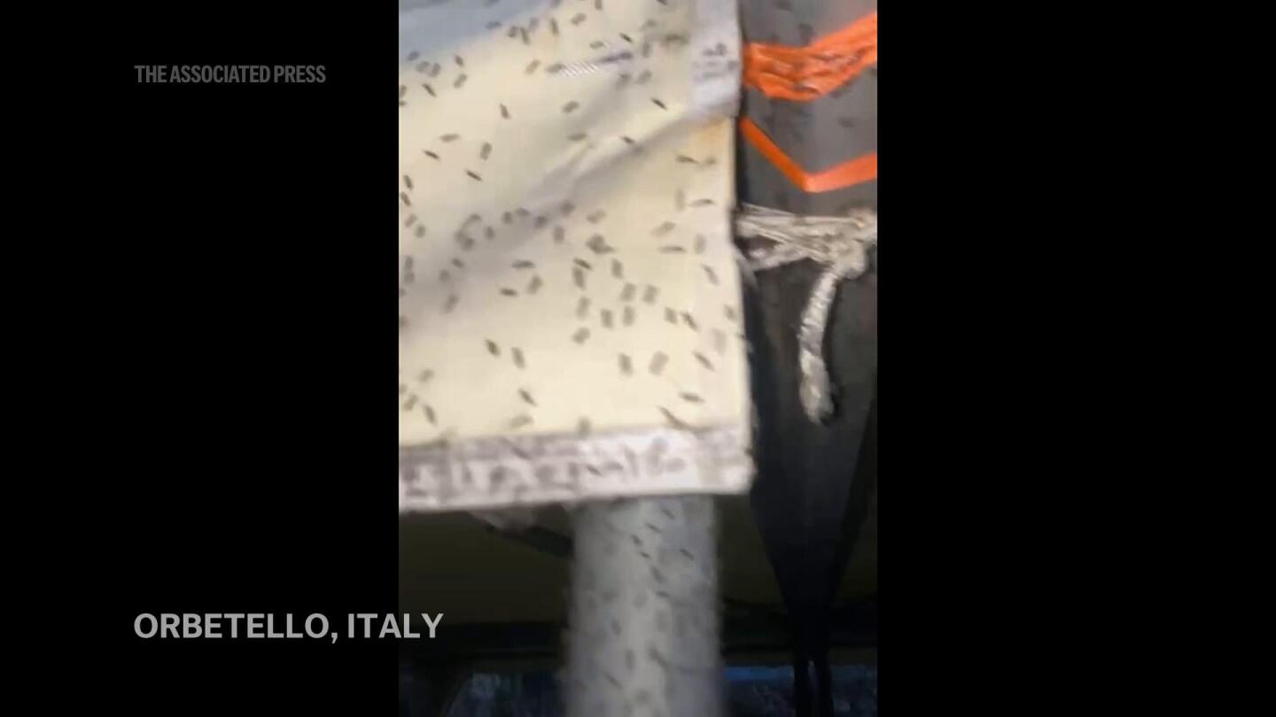Unusually early swarms of midges plague tourist hotspot in Tuscany