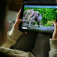 How did an Indian zoo get the world’s most endangered great ape? | National