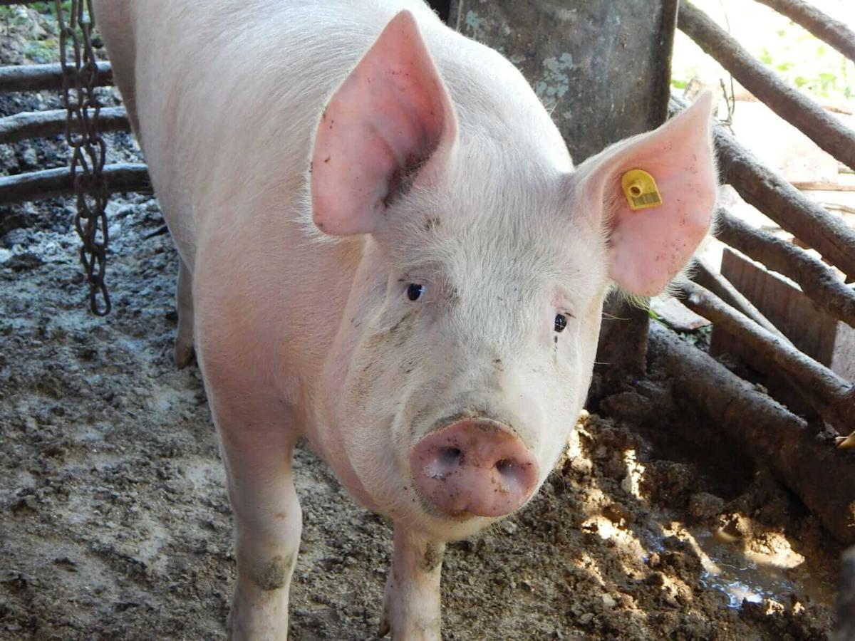 <br />
<b>Warning</b>:  Undefined variable $myimgalt in <b>/www/wwwroot/awdailynews.cn/wp-content/themes/ennews001/single.php</b> on line <b>213</b><br />
