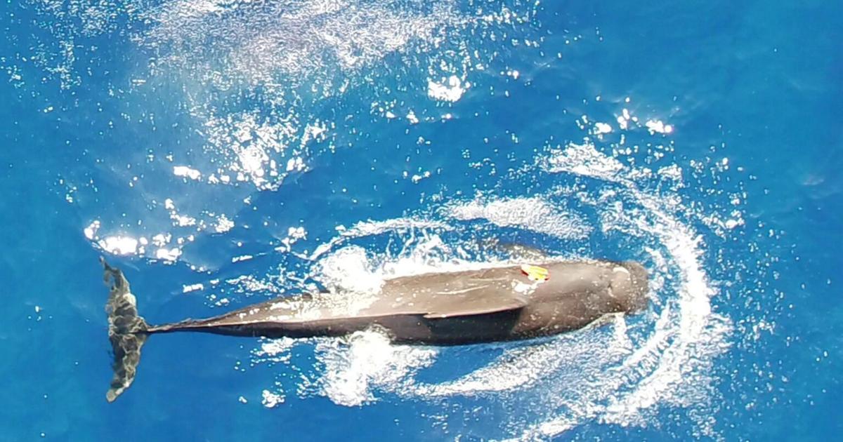 <br />
<b>Warning</b>:  Undefined variable $myimgalt in <b>/www/wwwroot/awdailynews.cn/wp-content/themes/ennews001/single.php</b> on line <b>213</b><br />
