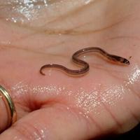 <br />
<b>Warning</b>:  Undefined variable $myimgalt in <b>/www/wwwroot/awdailynews.cn/wp-content/themes/ennews001/single.php</b> on line <b>213</b><br />
