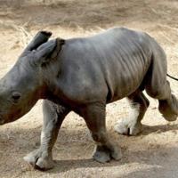 <br />
<b>Warning</b>:  Undefined variable $myimgalt in <b>/www/wwwroot/awdailynews.cn/wp-content/themes/ennews001/single.php</b> on line <b>213</b><br />
