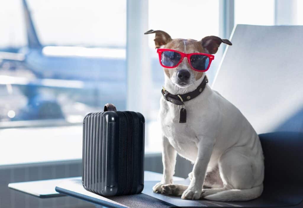 A small dog wearing red sunglasses sits on a bench next to a black suitcase in an airport terminal with airplanes visible outside the window.