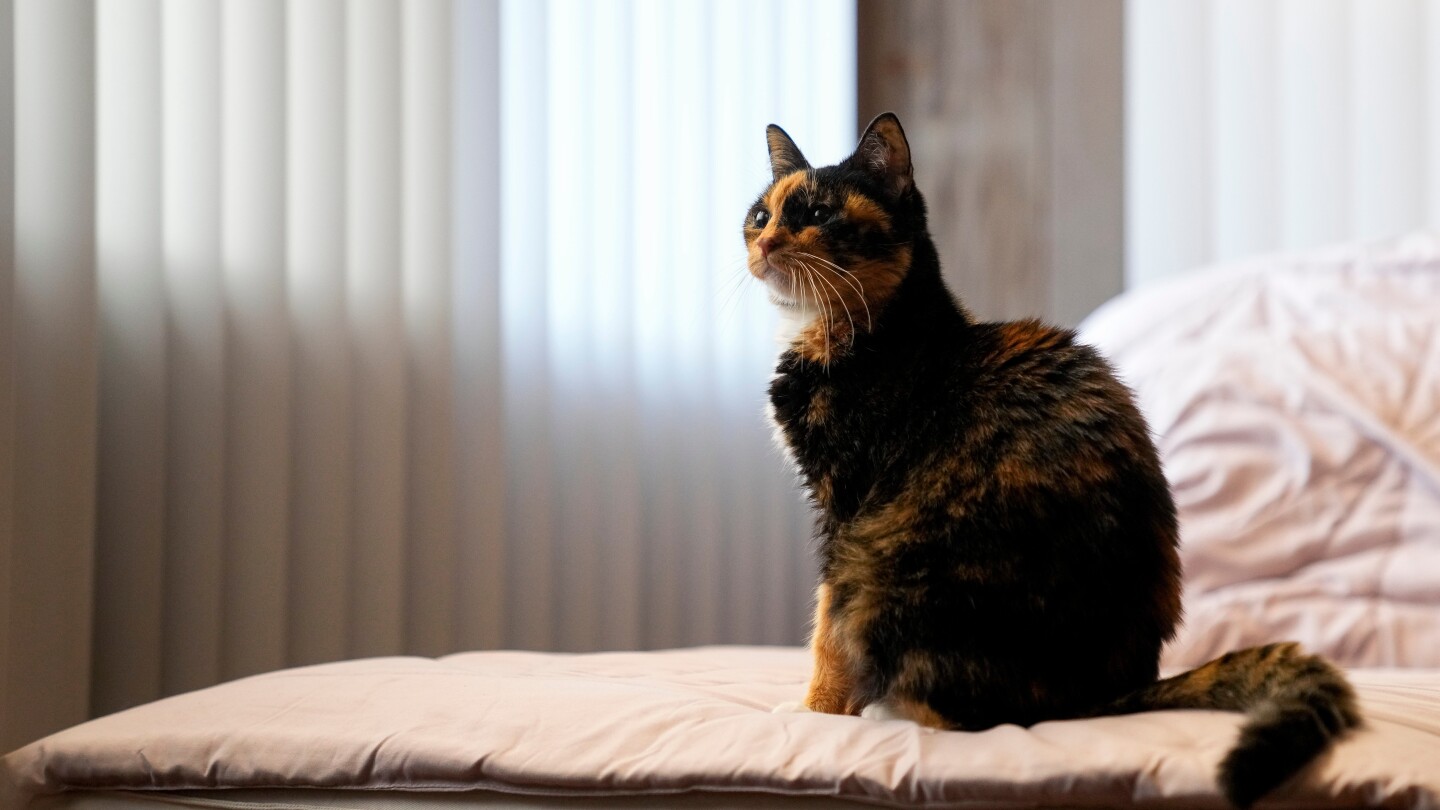 <br />
<b>Warning</b>:  Undefined variable $myimgalt in <b>/www/wwwroot/awdailynews.cn/wp-content/themes/ennews001/single.php</b> on line <b>213</b><br />
