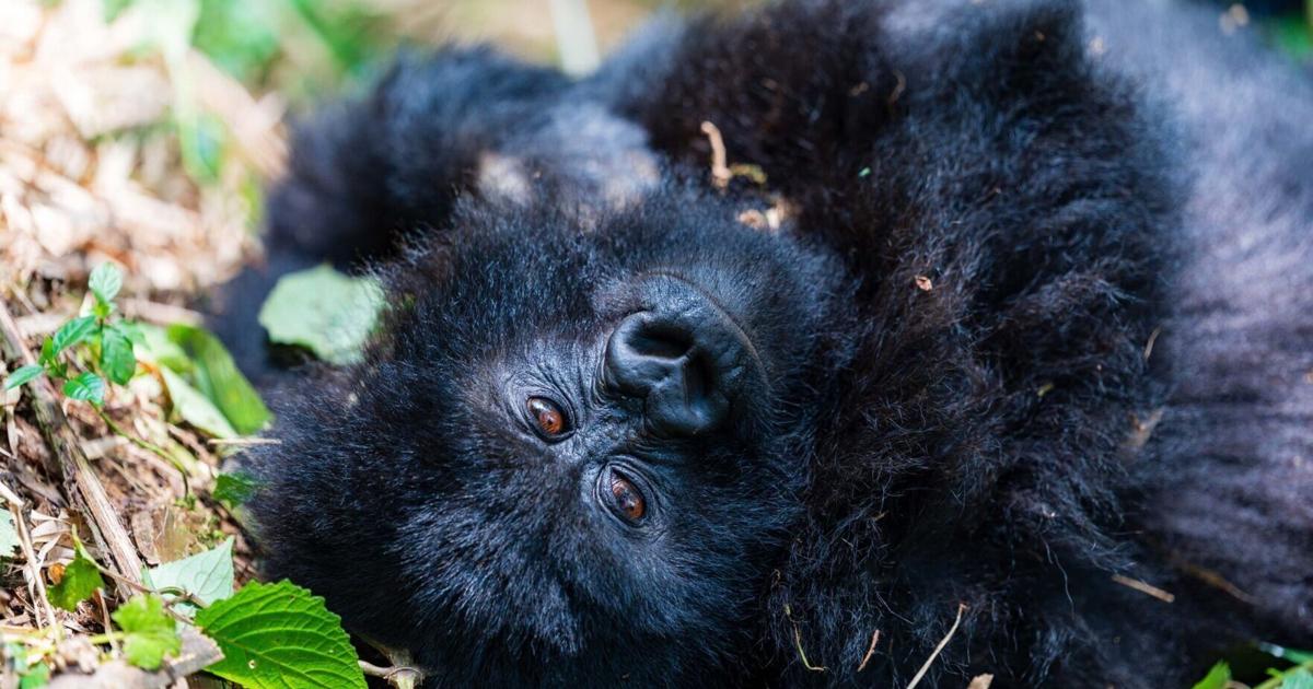 <br />
<b>Warning</b>:  Undefined variable $myimgalt in <b>/www/wwwroot/awdailynews.cn/wp-content/themes/ennews001/single.php</b> on line <b>213</b><br />
