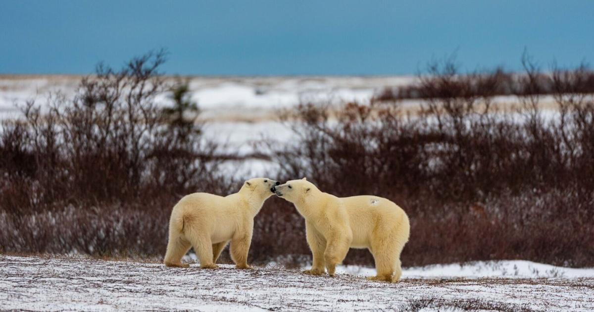 <br />
<b>Warning</b>:  Undefined variable $myimgalt in <b>/www/wwwroot/awdailynews.cn/wp-content/themes/ennews001/single.php</b> on line <b>213</b><br />
