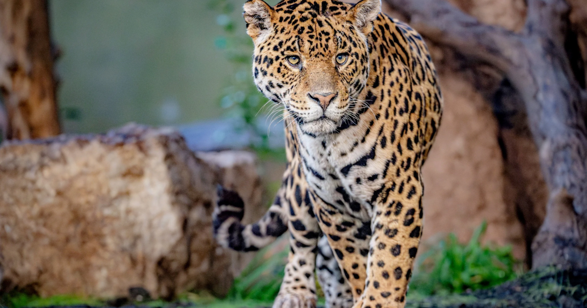 <br />
<b>Warning</b>:  Undefined variable $myimgalt in <b>/www/wwwroot/awdailynews.cn/wp-content/themes/ennews001/single.php</b> on line <b>213</b><br />
