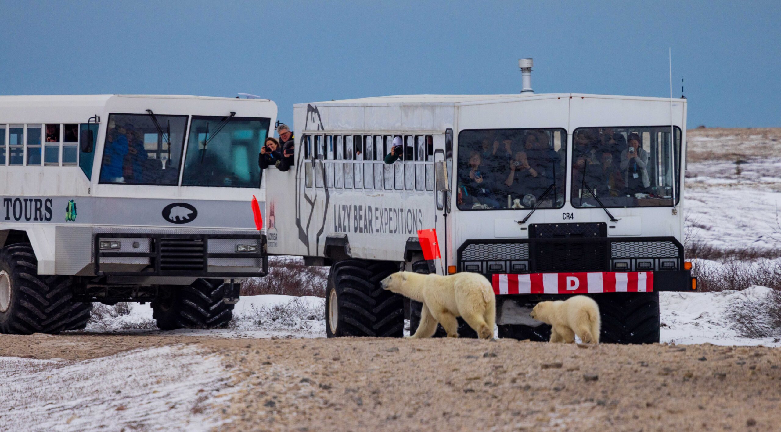 polar bears walk in front of vehicles in churchill 