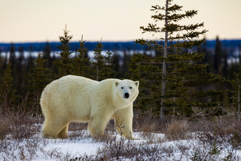 a mother polar bear looks at the camera while walking near churchill manitoba
