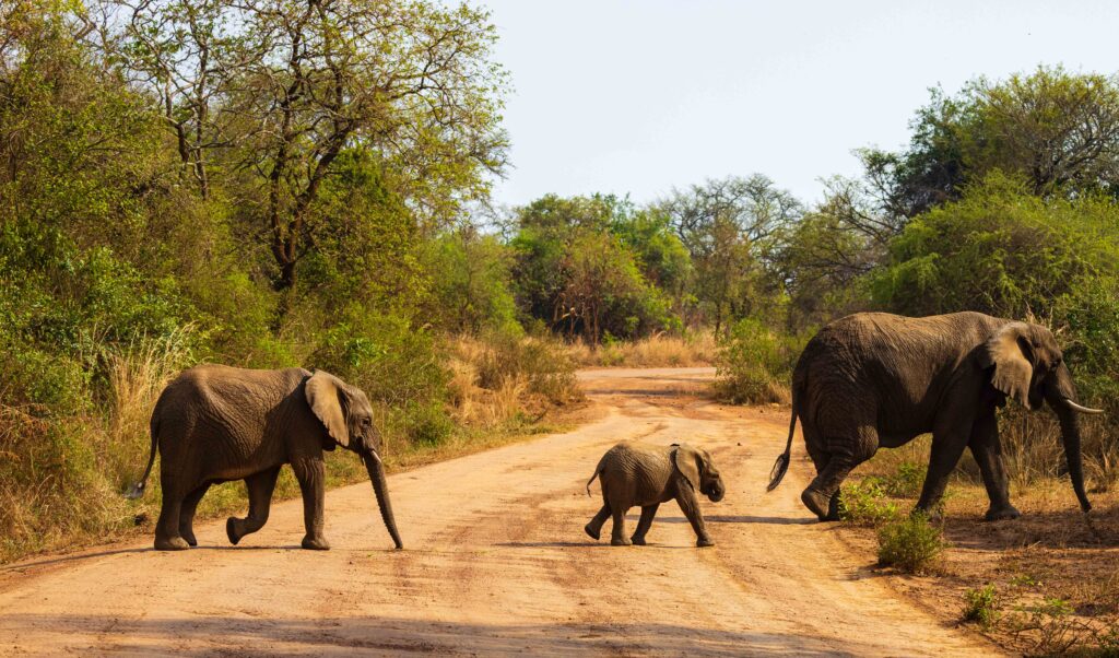 three elephants cross the road in akagera national park in rwanda while on safari