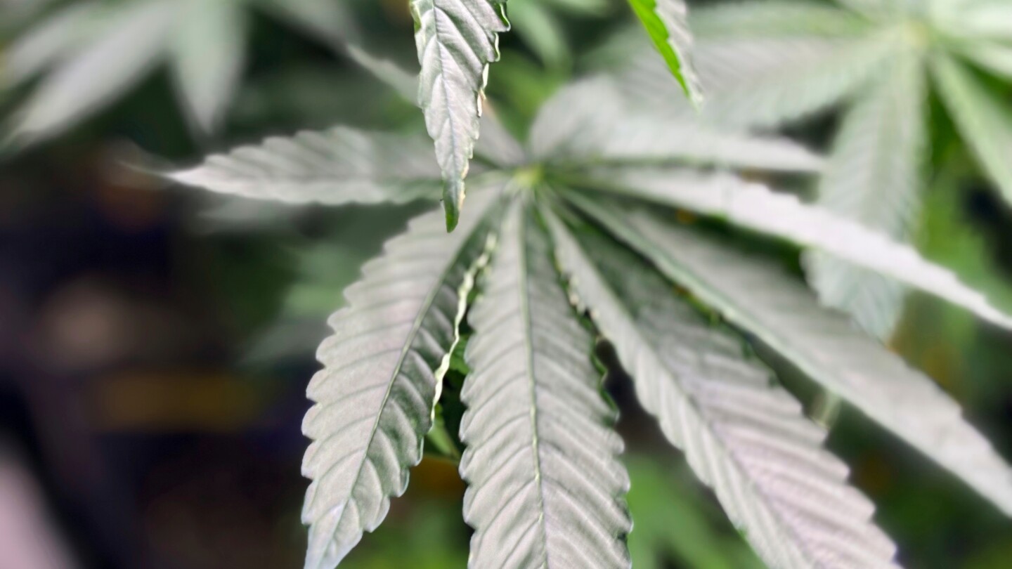 <br />
<b>Warning</b>:  Undefined variable $myimgalt in <b>/www/wwwroot/awdailynews.cn/wp-content/themes/ennews001/single.php</b> on line <b>213</b><br />
