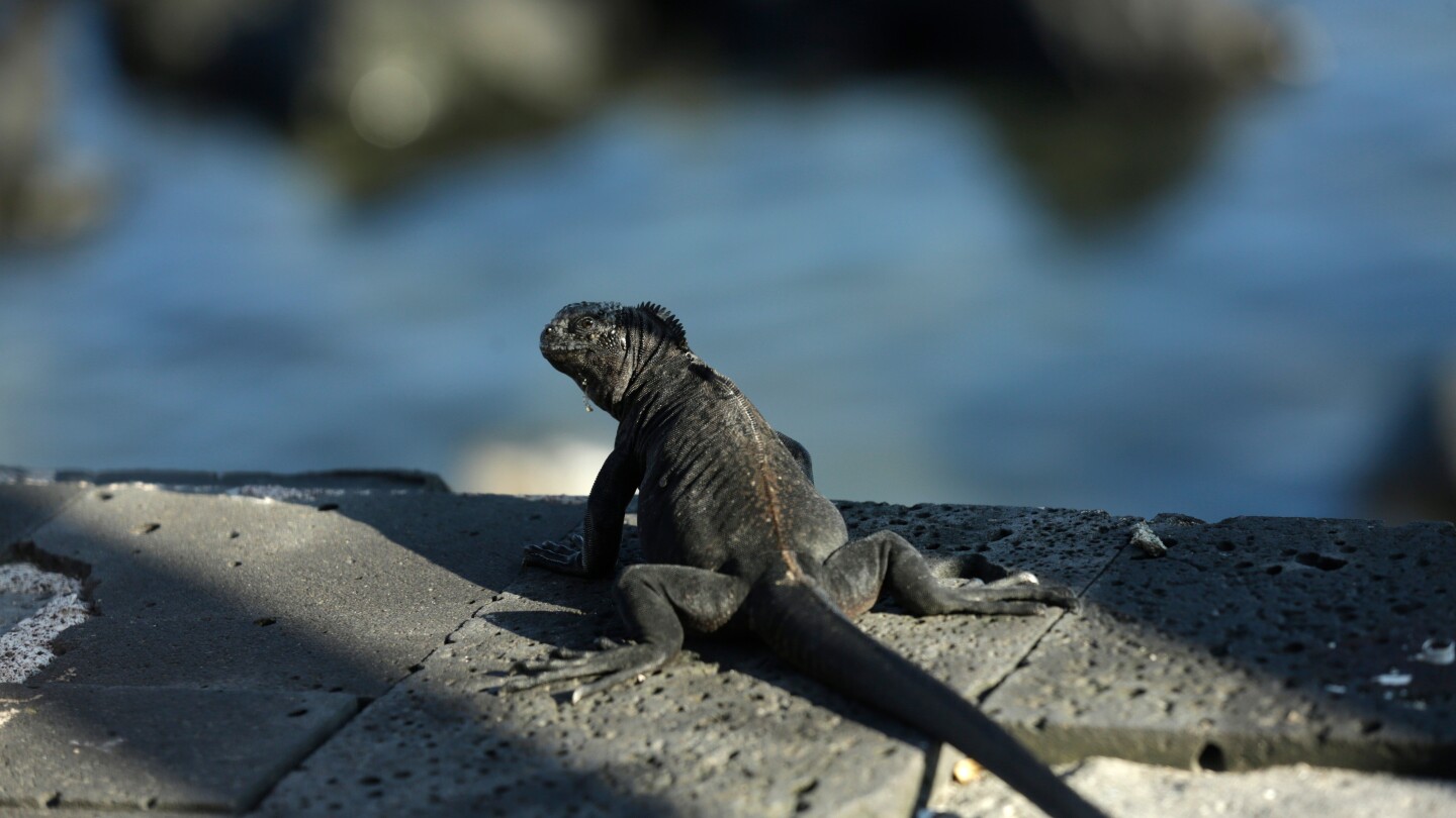 <br />
<b>Warning</b>:  Undefined variable $myimgalt in <b>/www/wwwroot/awdailynews.cn/wp-content/themes/ennews001/single.php</b> on line <b>213</b><br />
