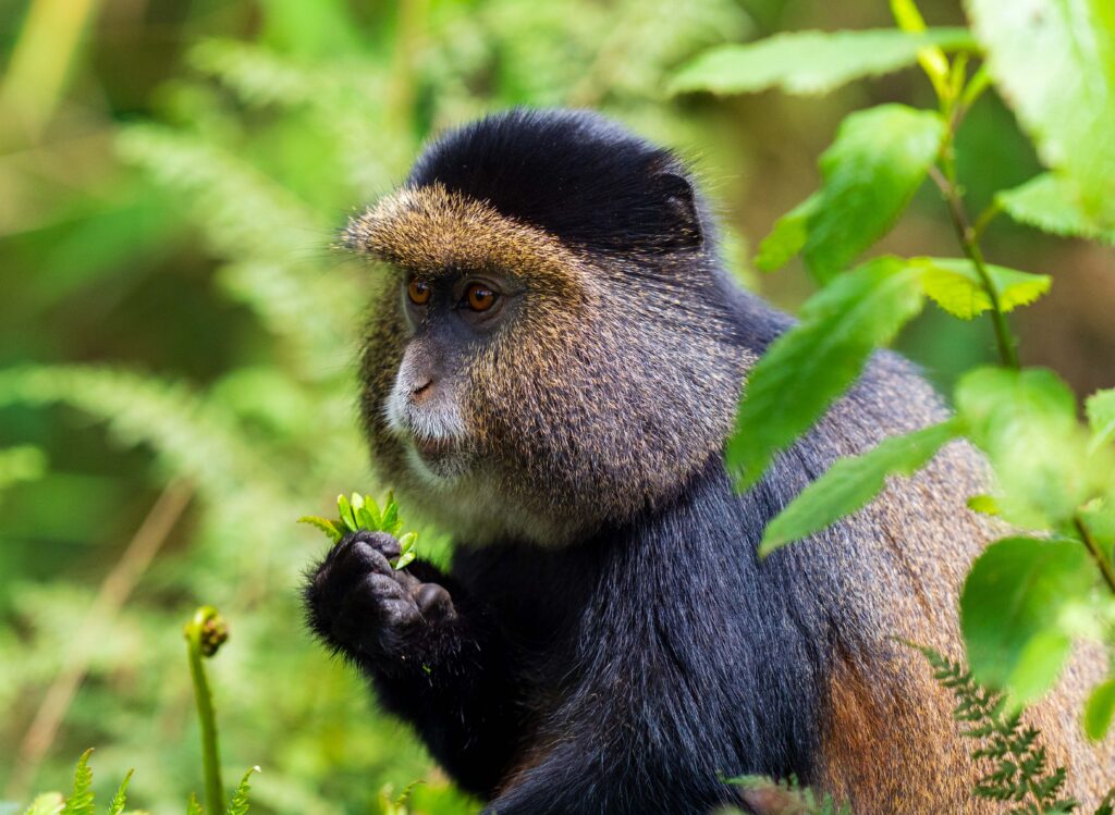 a golden monkey eats a leaf in rwanda