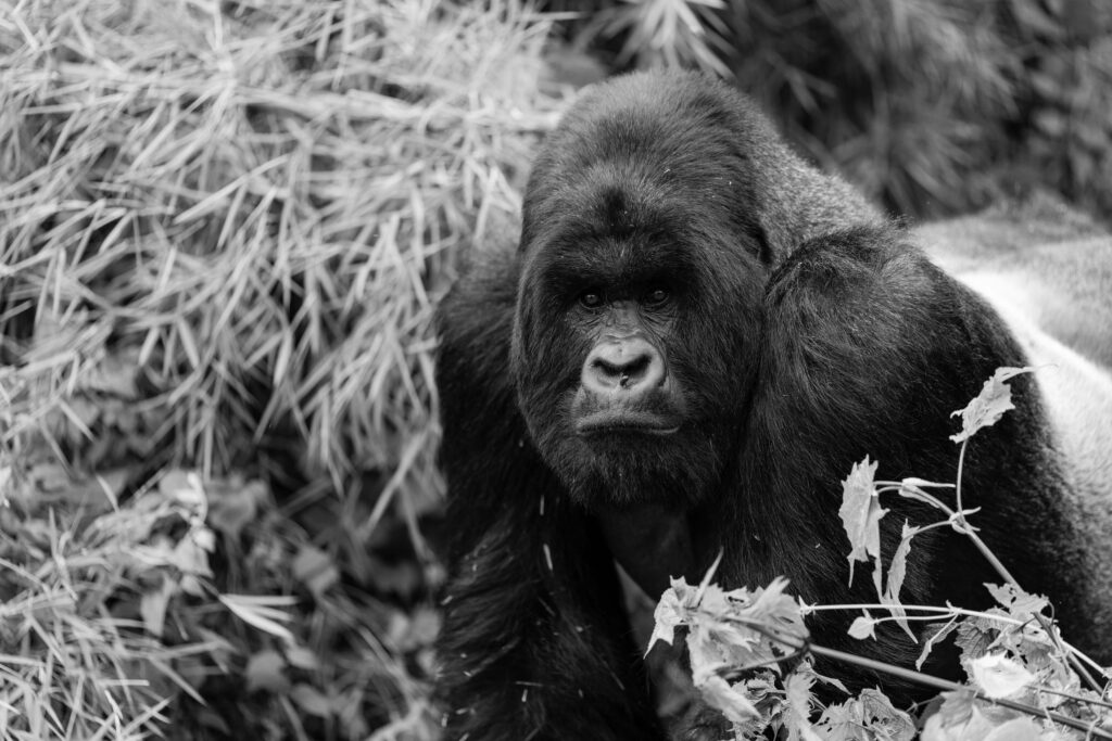 a male silverback gorilla looks out at our group